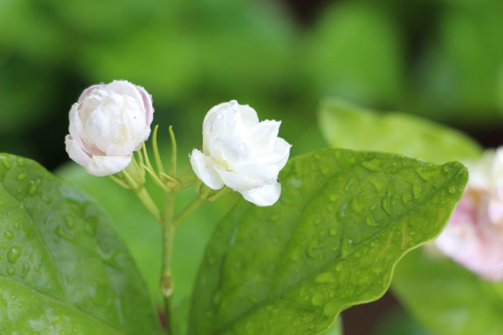 Arabian Jasmine - 10 Best Aromatic Indoor Plants