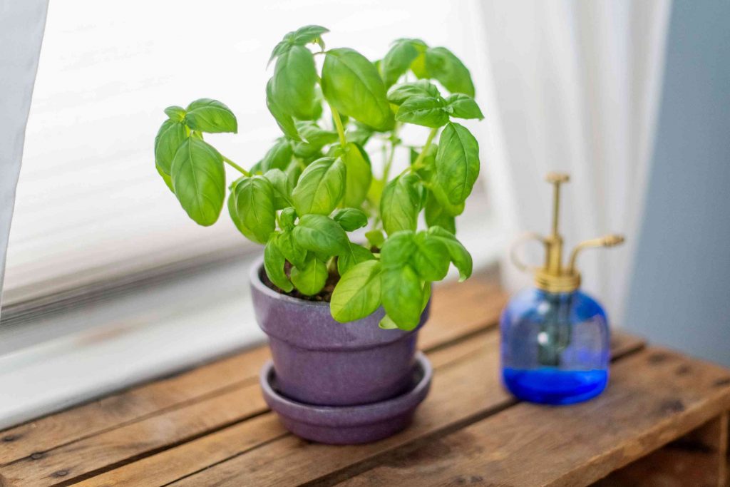 Basil Indoor plant for aroma