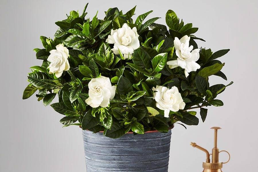 Gardenia Augusta Pot - Indoor Aromatic Plants