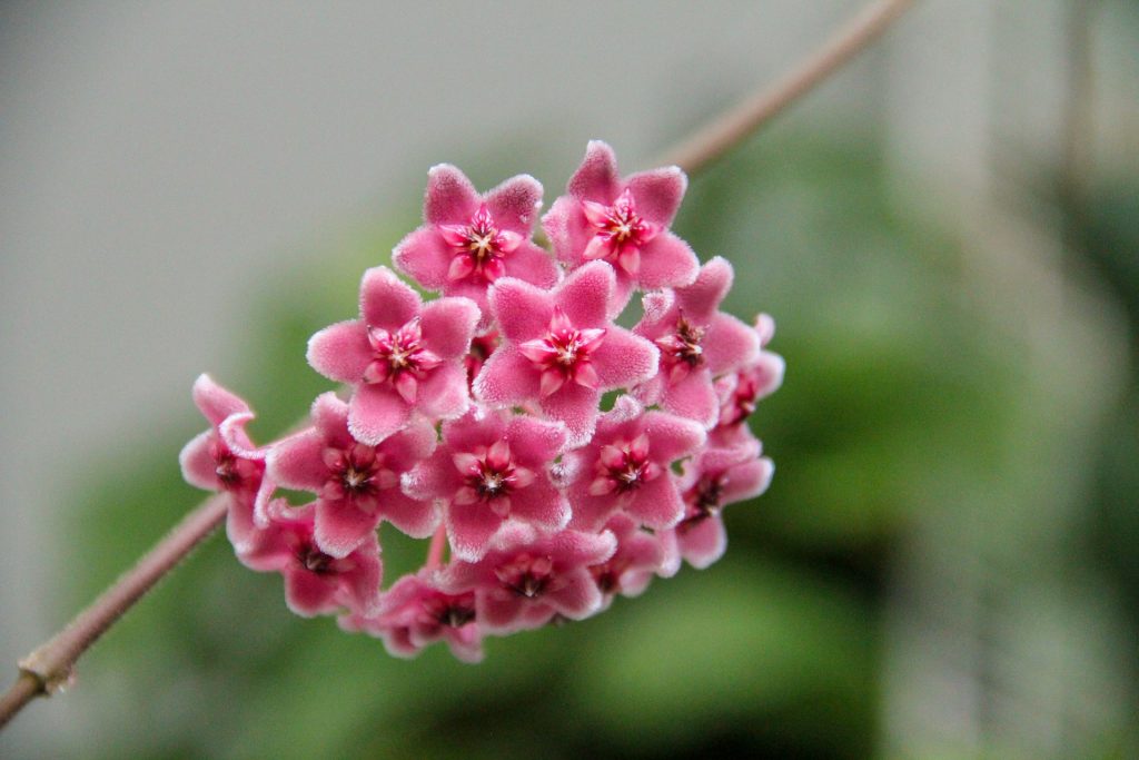 Hoya flowers