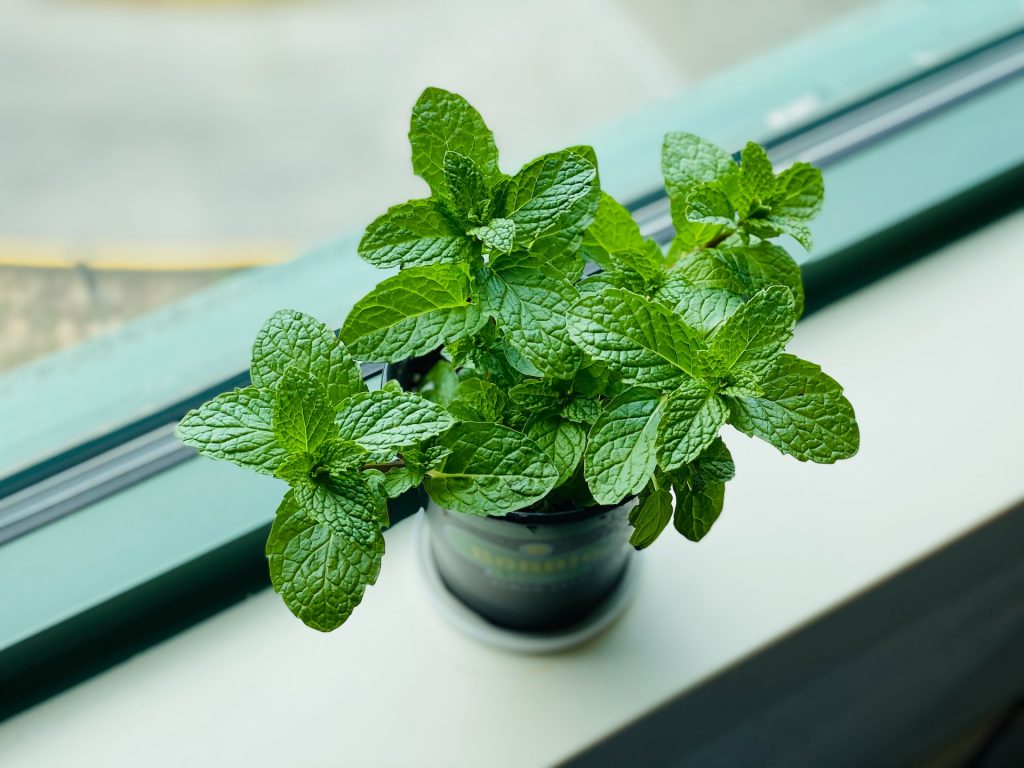 Mint Plant