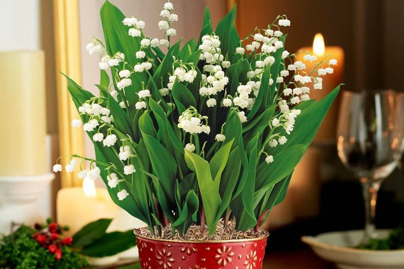 Lily of the Valley (Convallaria Majalis) Indoor scent plants