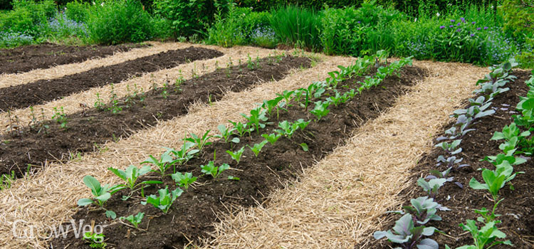 No till gardening