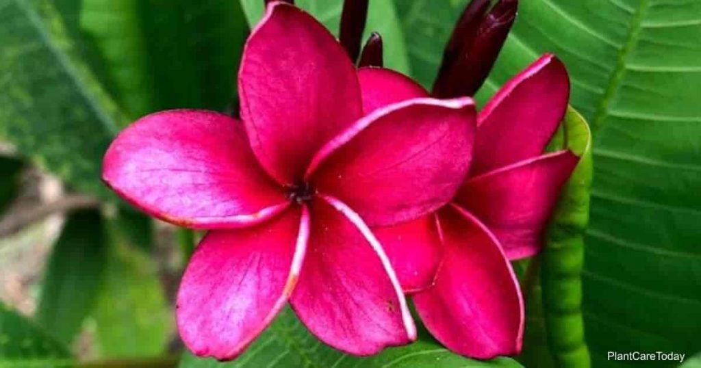 Plumeria Rubra