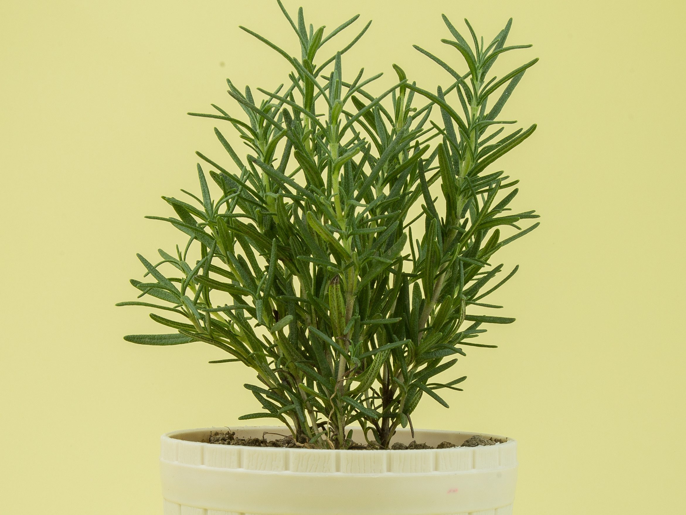 Rosemary Indoor Pot - Aromatic Plants Indoor