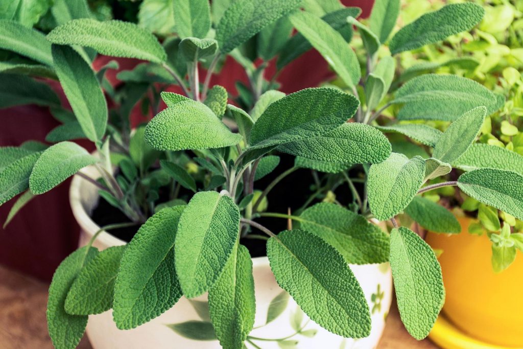 Sage Salvia - Indoor aromatic plants