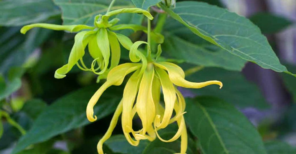 YLANG YLANG aromatic plants intdoor