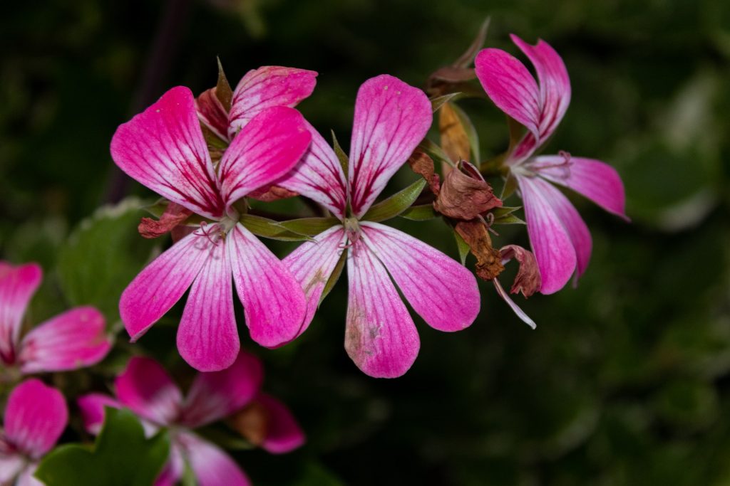 scented geranium