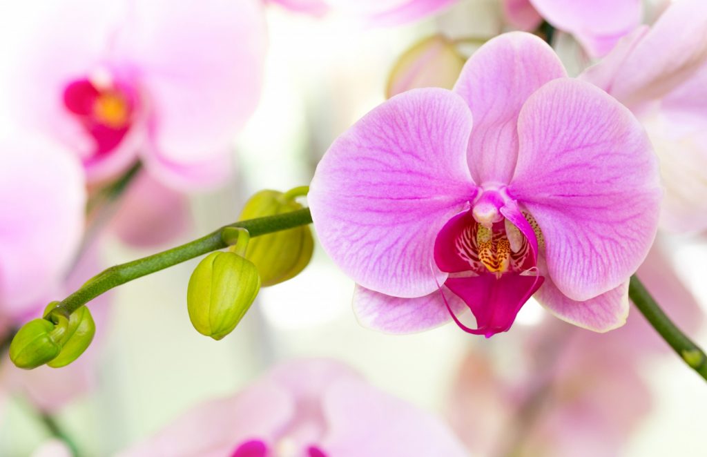 purple orchid flower