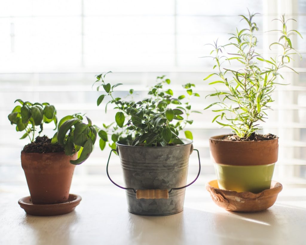 How to Grow Kitchen Herbs Indoors