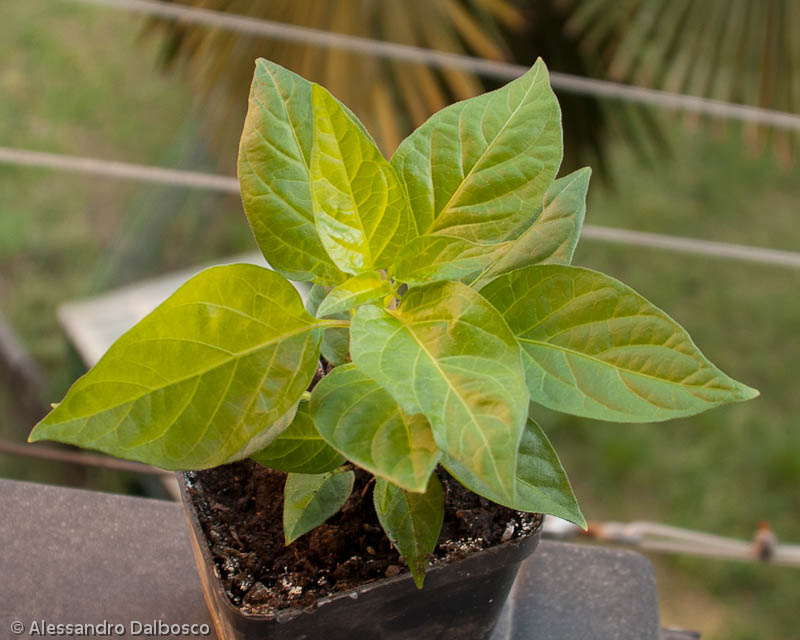 Midnight glory plant