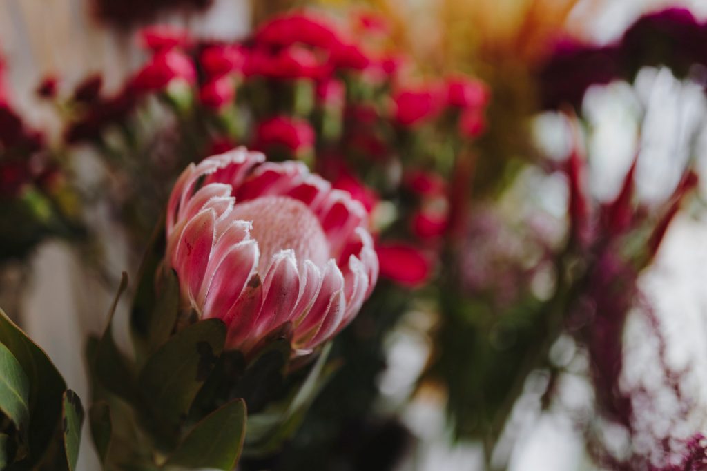 Gerbera Daisies