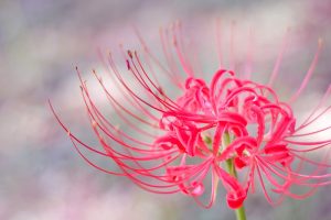 pink spider plant