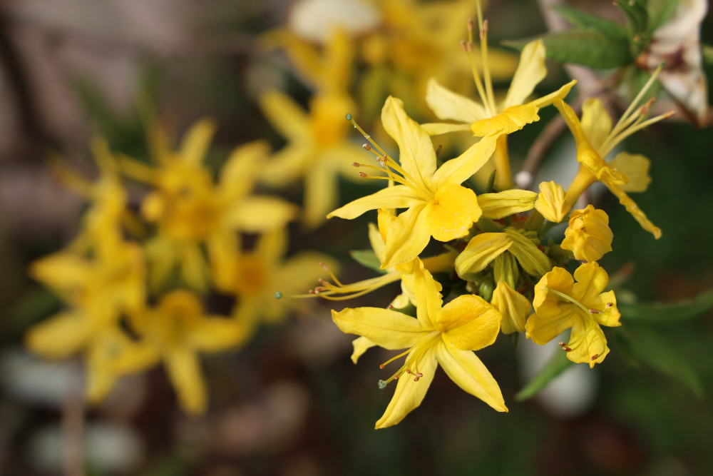 how to root azalea