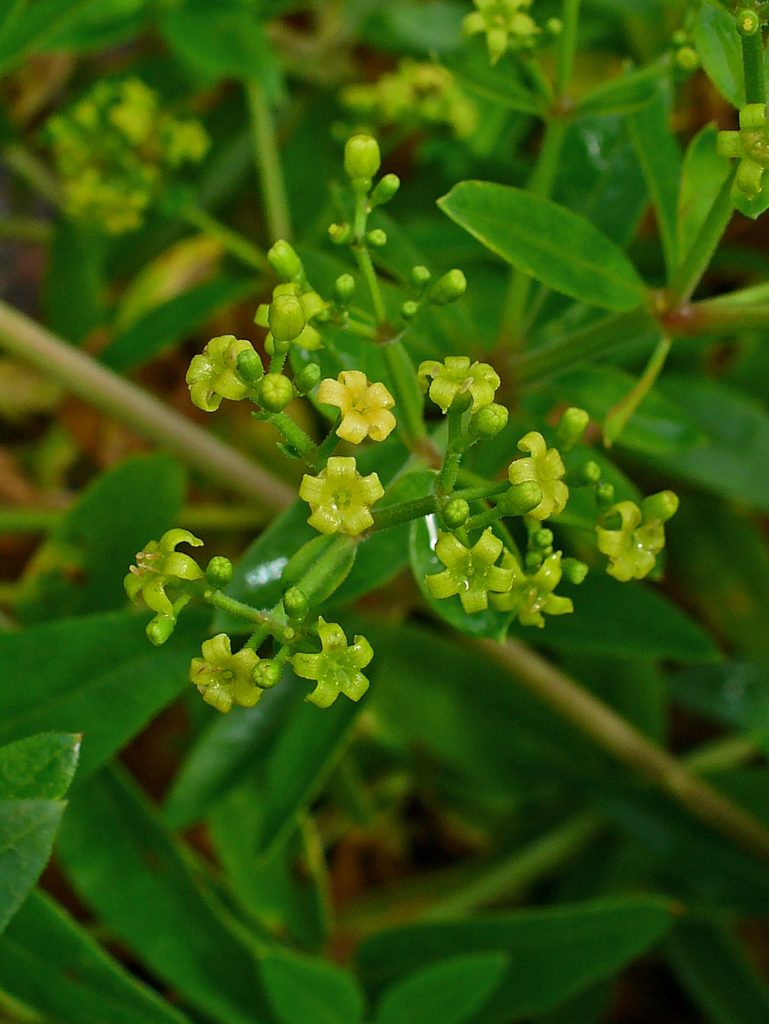 How To Grow Madder or Rubia Tinctorumat