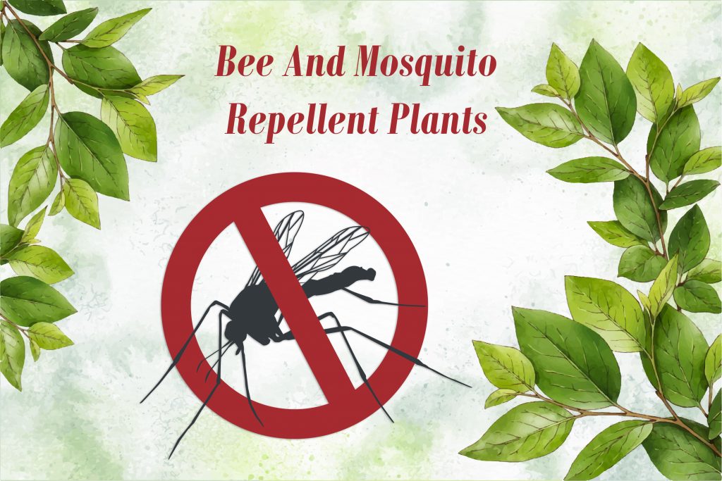 The Top 10 Best Bee And Mosquito Repellent Plants To Keep You Safe