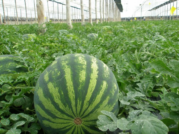 how to grow watermelon in a green house