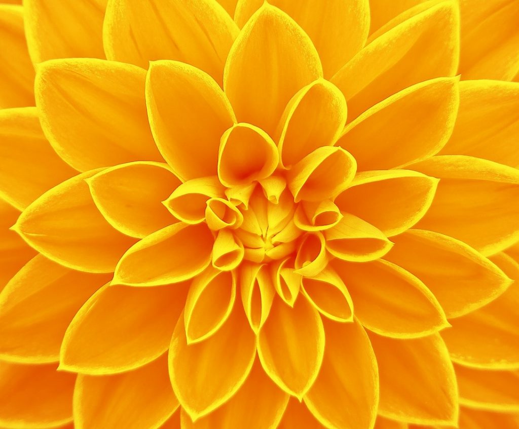 yellow sunkissed dahlia