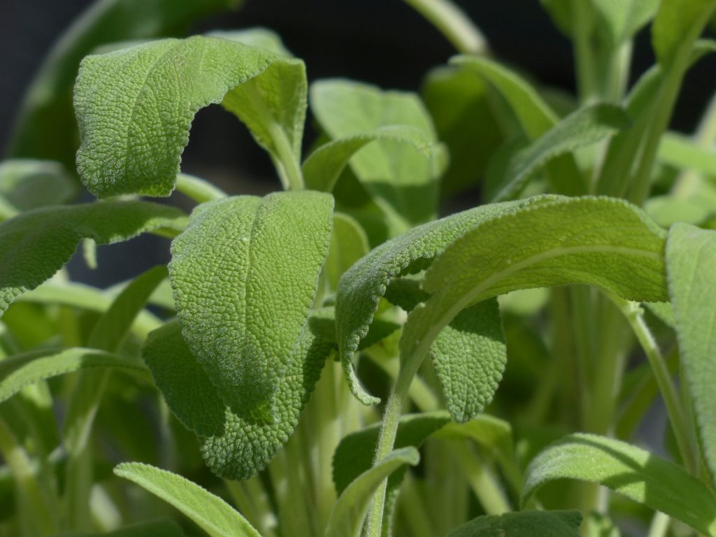 sage plant