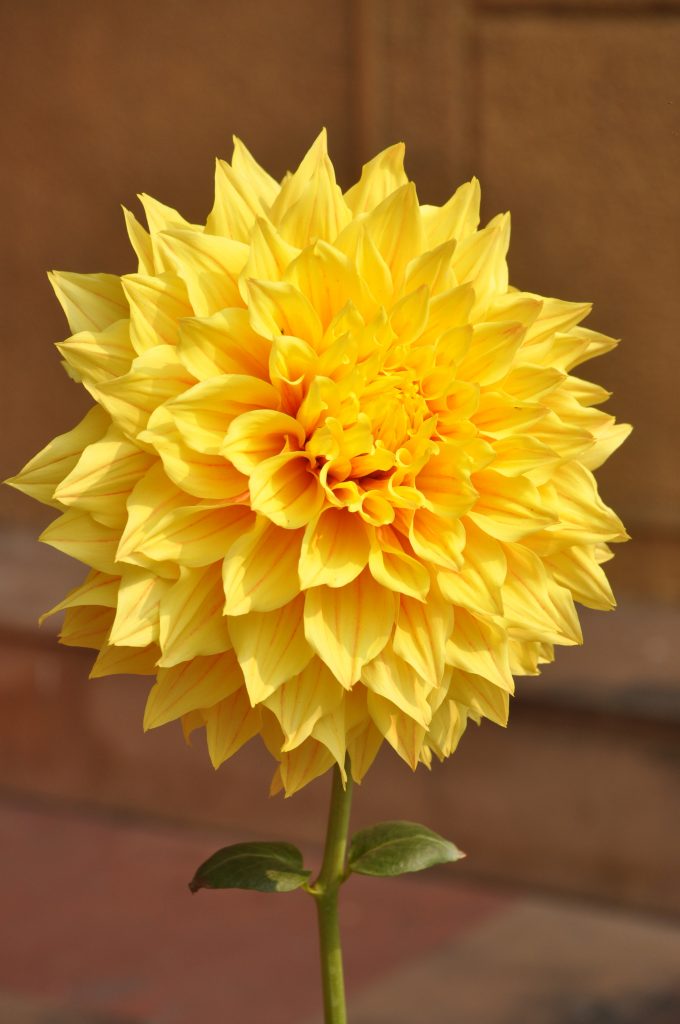 sunkissed dahlia flower