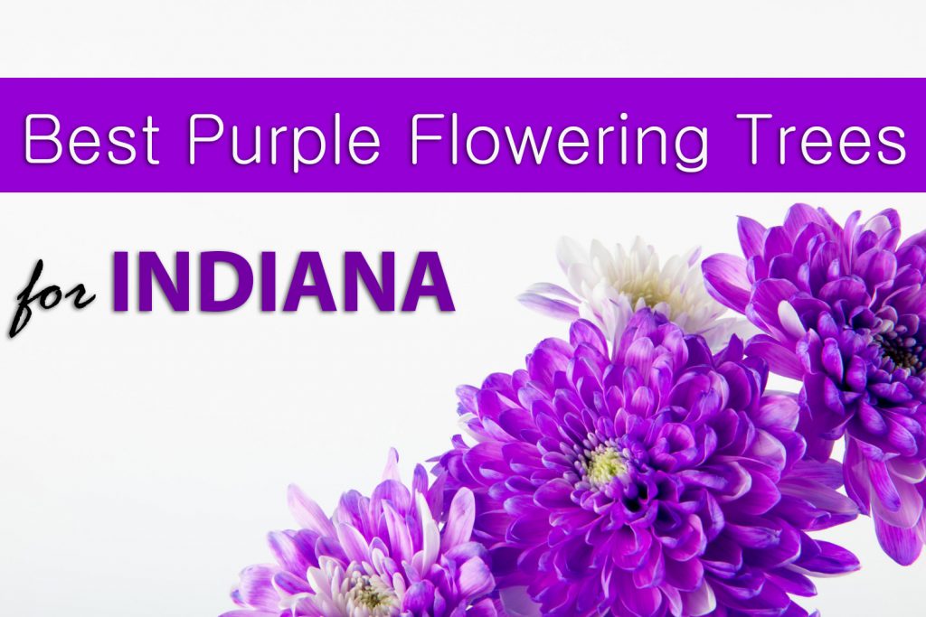 Best Purple Flowering Trees for Indiana