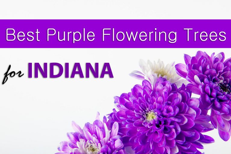 the-20-best-purple-flowering-trees-for-indiana-gardening-special