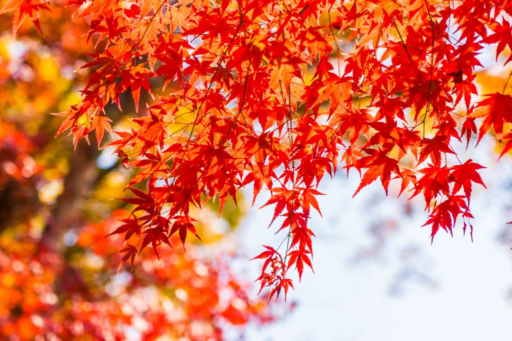 Trees With Red Leaves In Summer