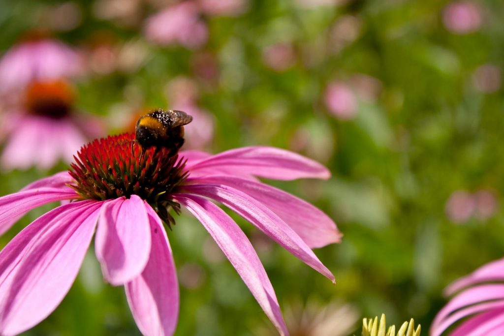 10 amazing plants that rarely bloom