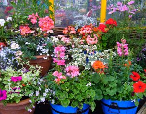 Long Blooming Perennials for Containers