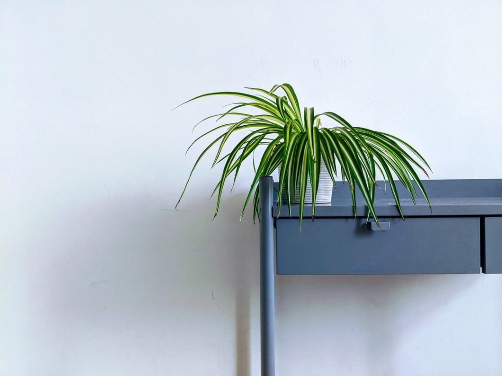 spider plant disadvantages