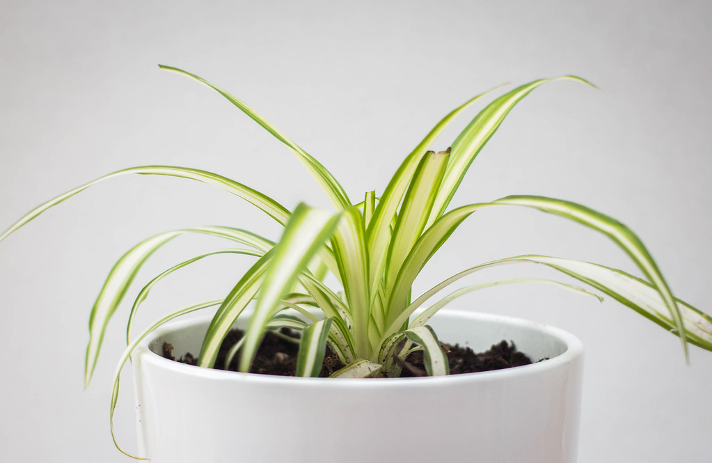 benefits of spider plant in bedroom