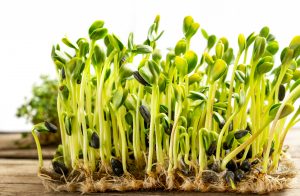 seeds that germinate in 2 days