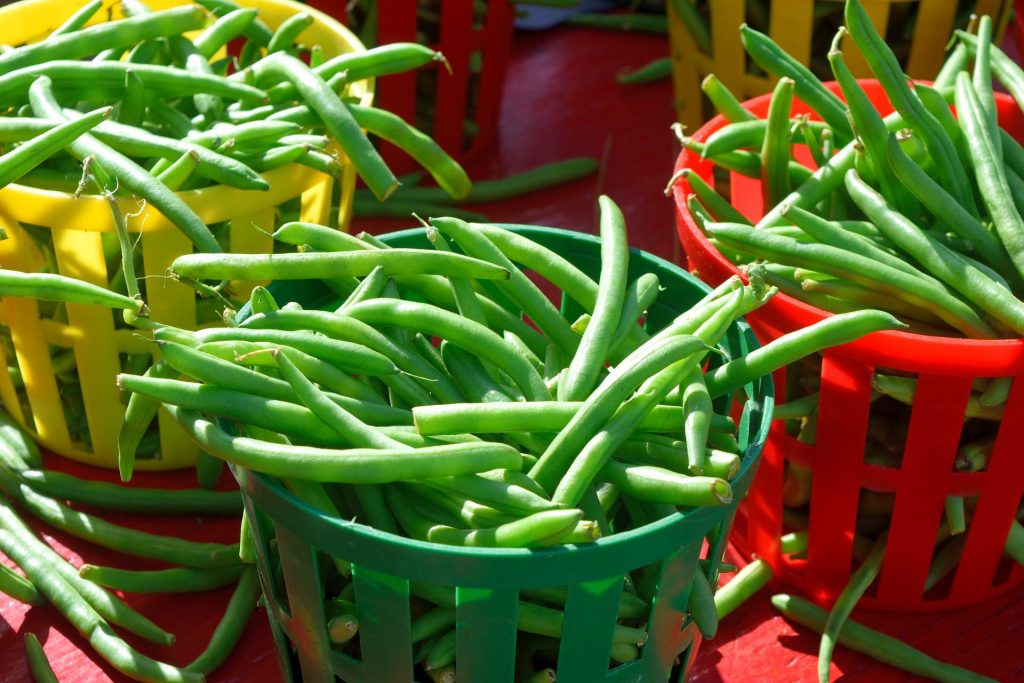 Green beans growen in california