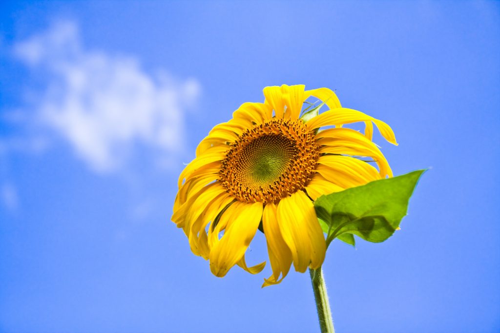 Sunflower indoor edible plant