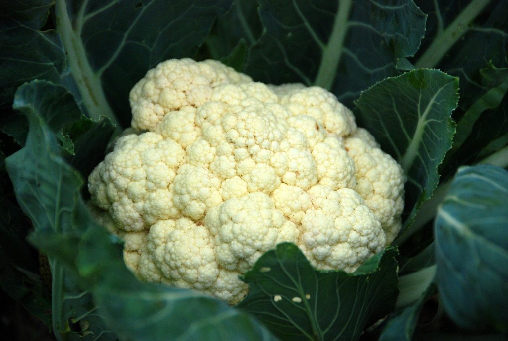 cauliflower growing in california