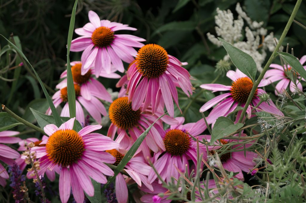 how to grow echinacea in a pot