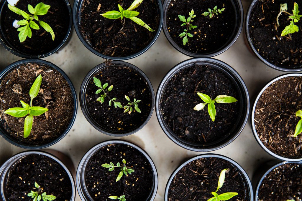 easiest flowers to grow from seeds indoors