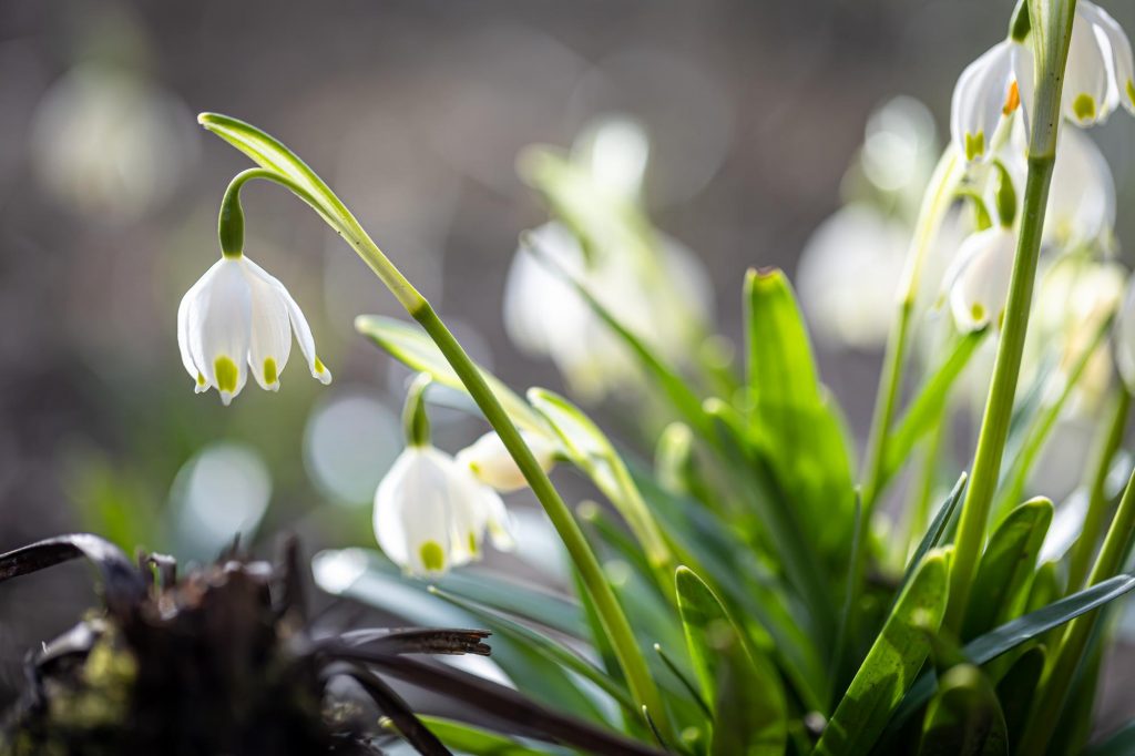 white bell shaped flowers