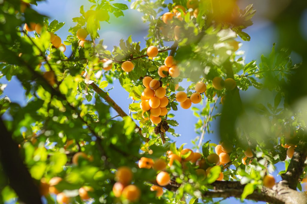 Apricot Tree