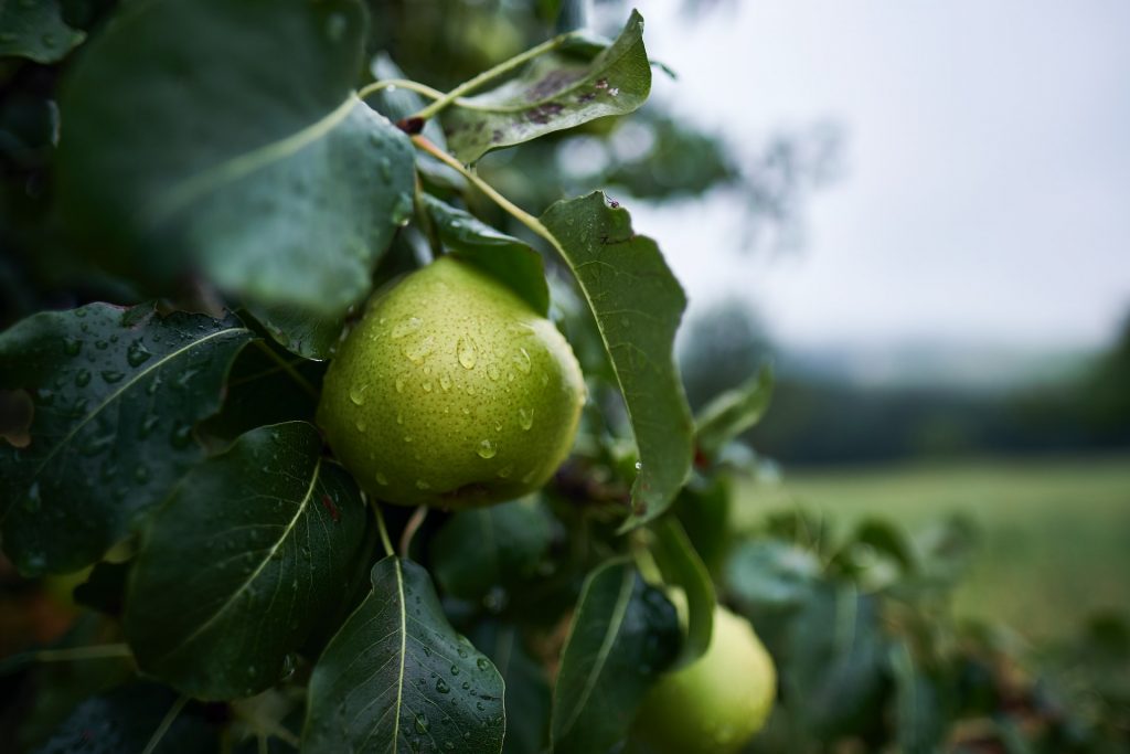 Pears Tree grown from seed