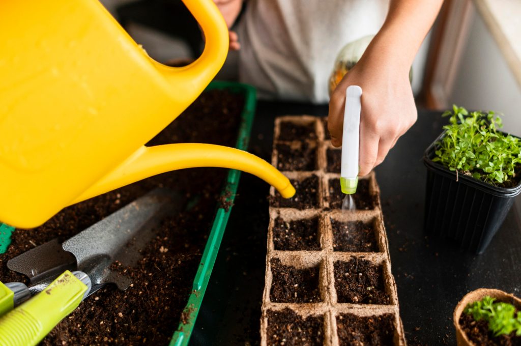 How to Prepare Seeds from Fresh Fruit for Planting