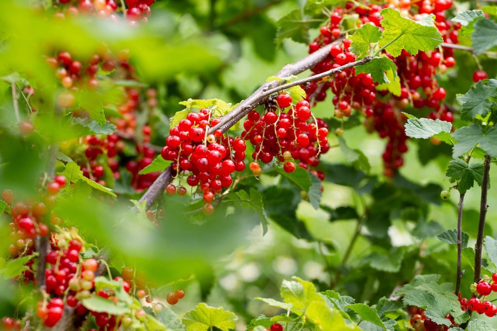 currants tree