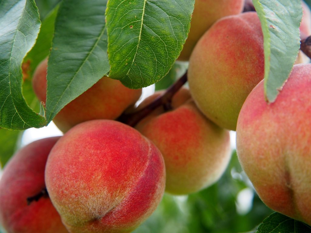 peach tree