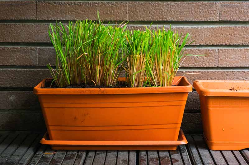 Lemongrass Absorb Urine Smell