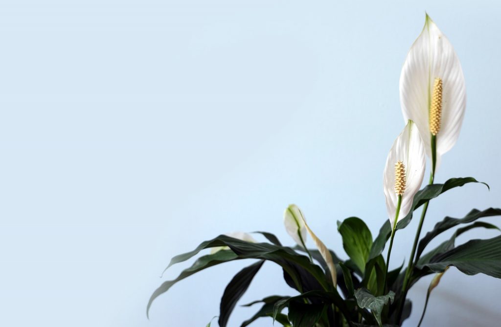 Peace Lily Absorb Urine Smell