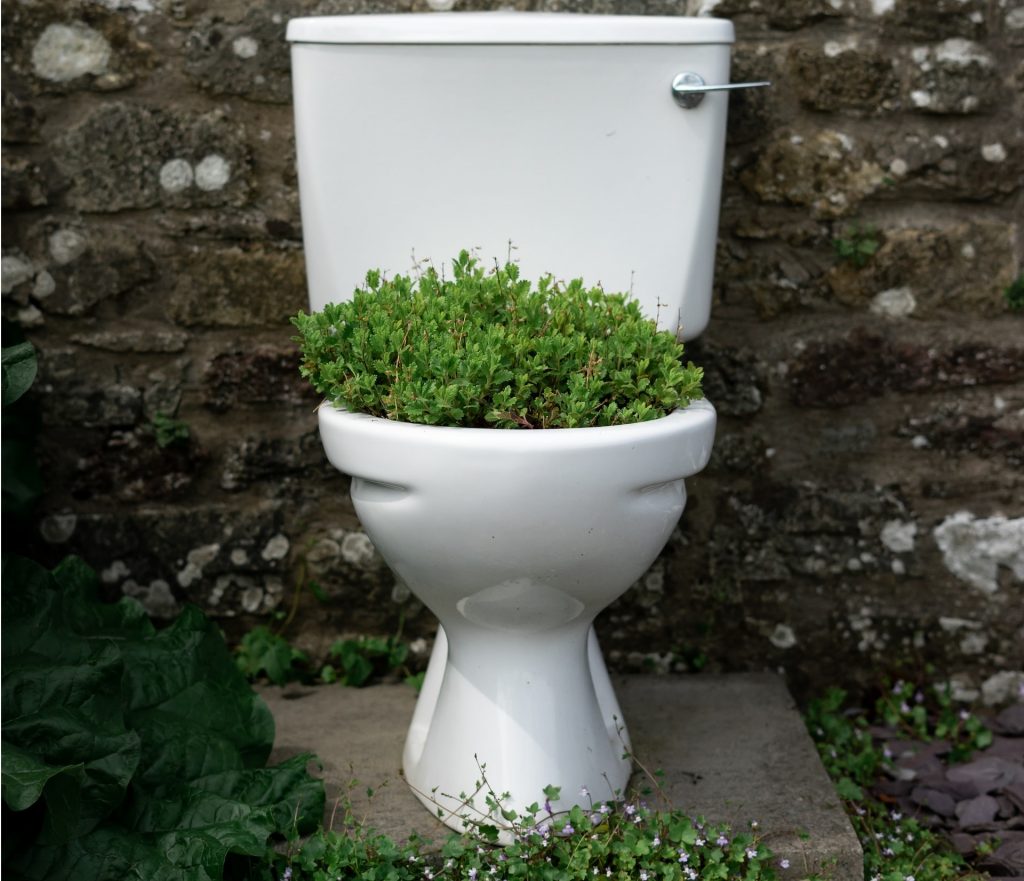 Plants That Absorb Urine Smell