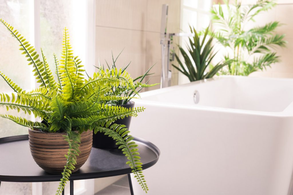 Bathroom Plants That Smell Good