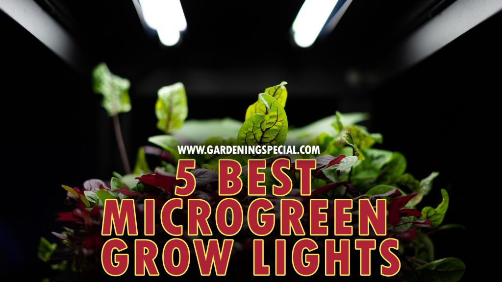 5 Best Microgreen Grow Lights