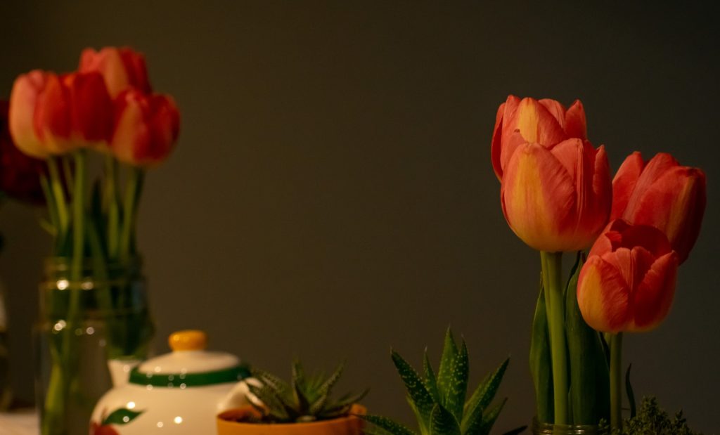 growing tulips indoors year round