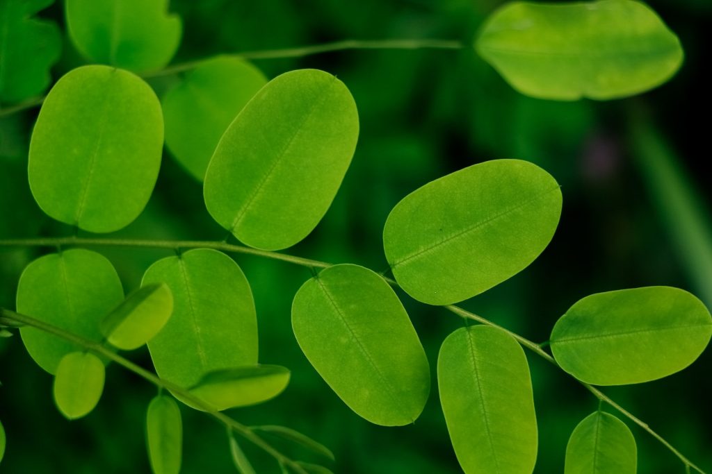 how to take care of moringa plant during winter